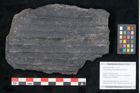 Foto (Objekt + Etikett) von Syringodendron cyclostigma Brongniart (NHMW-GEO-2024-0188-11108)
